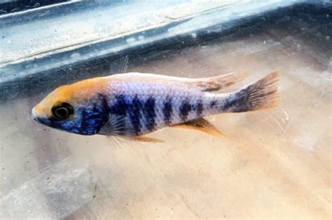 live fish australia|live fish direct.